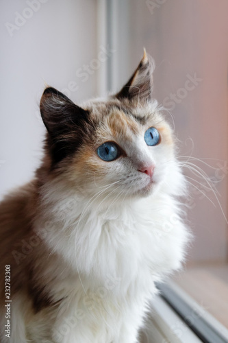 Portrait of adorable tortoiseshell fluffy cat with blue eyes sitting near to a window.