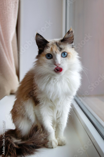 Portrait of adorable tortoiseshell fluffy cat with blue eyes stuck out tongue sitting near to a window.