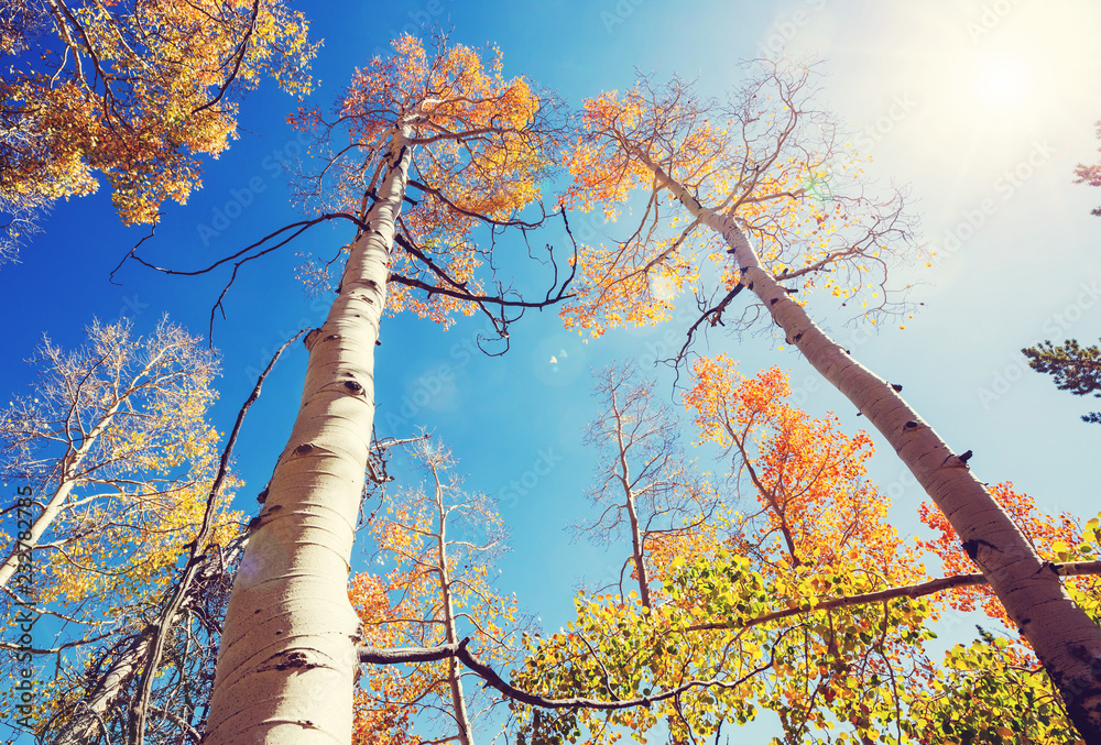 Fototapeta premium Autumn forest