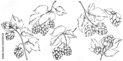 Vector. Black and white engraved humulus ink art. Isolated humulus illus