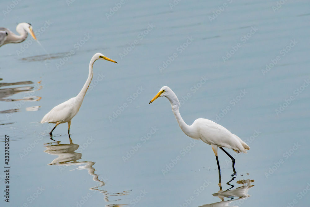 Great Egret swallowing a fish