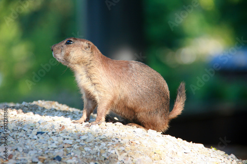 Chien de Prairie 