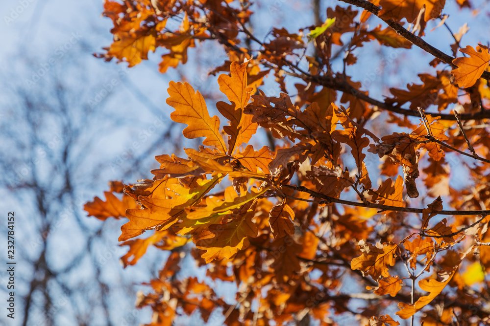 Beautiful autumn landscape with yellow trees and sun. Colorful foliage in the park. Falling leaves natural background Beautiful autumn landscape with yellow trees and sun. Colorful foliage in the park. Falling leaves natural background