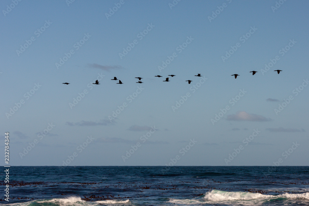 Seabirds flying over sea