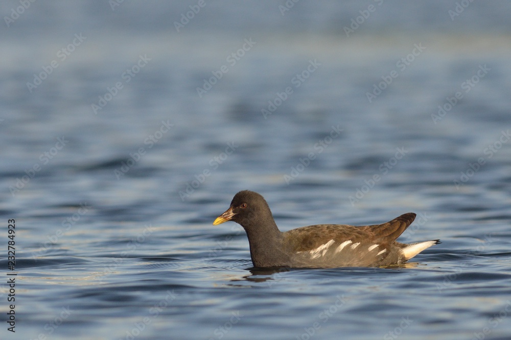 Moorhen (Gallinula chloropus), Crete, Greece Moorhen (Gallinula chloropus), Crete, Greece