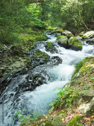 Waterfall in the Forest