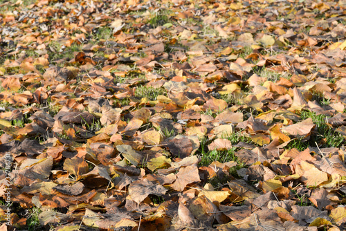 fallen autumn leaves on ground