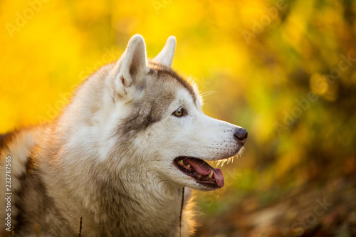 Profile Portrait of cute Beige and white dog breed Siberian Husky lying in fall on a bright forest background.