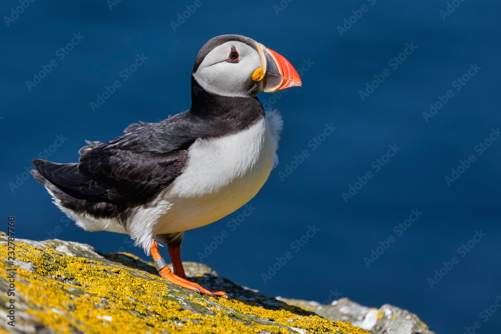 Puffin on the cliffs, Isle of Lunga, Treshnish Isles, Scotland, Europe Puffin on the cliffs, Isle of Lunga, Treshnish Isles, Scotland, Europe