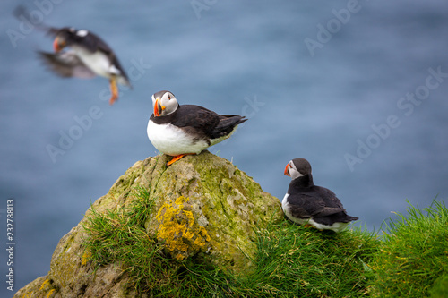 Atlantic Puffin birds at Faroe Islands photo