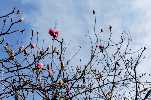 Magnolia tree blossom on the blue sky background. t pink magnolia flowers against clear blue sky space. Floral spring background.