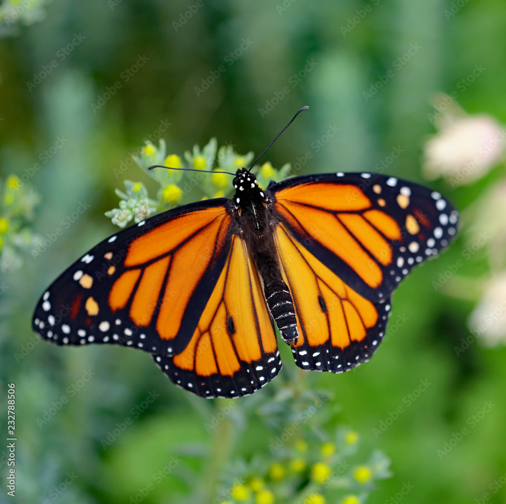 Orange Monarch Butterfly