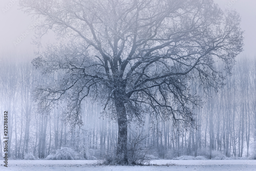 Plain Piedmont,Turin district, Piedmont, Italy.Winter tree in the Piedmont plain