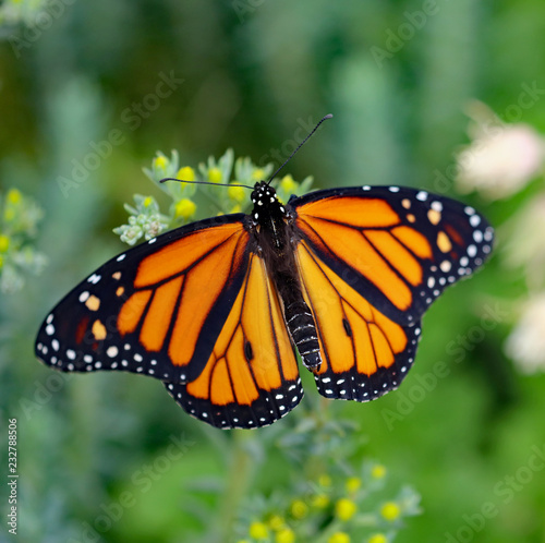 Orange Monarch Butterfly © Robert Creed