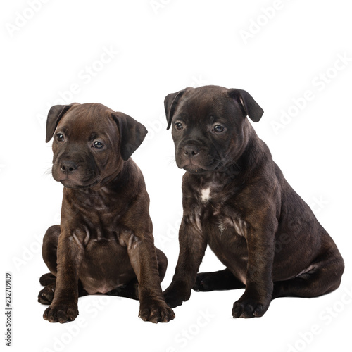 two cute english staffordshire bull terrier puppies isolated on white background  close-up   