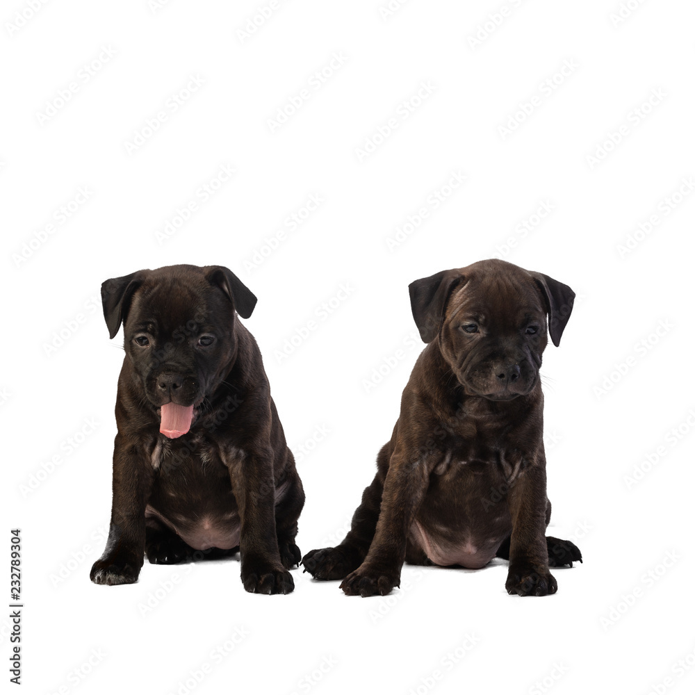 Fototapeta two cute english staffordshire bull terrier puppies isolated on white background, close-up