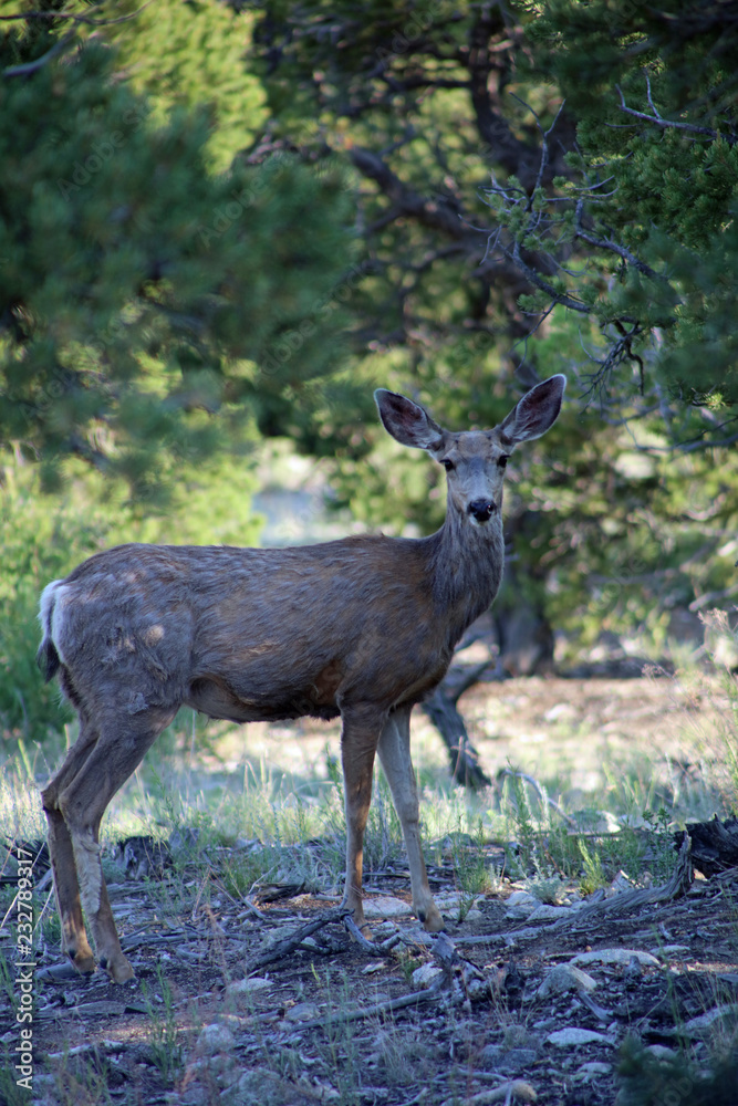 Curious Deer, Mt Blanca, Colorado Curious Deer, Mt Blanca, Colorado