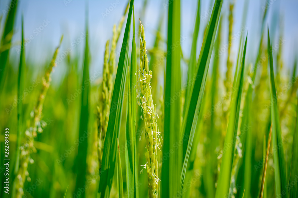 Fototapeta premium Close up of rice in the field are blossoming.