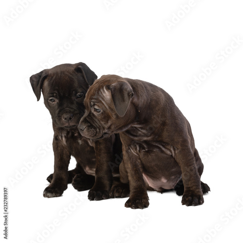 two cute brown English Staffordshire bull Terrier puppy sitting isolated on white background  close up  