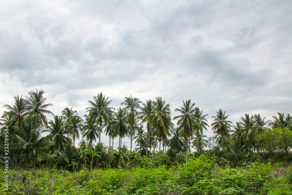 Coconut trees bright sky.