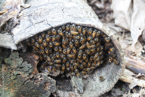 Honeycomb in the coconut trees.