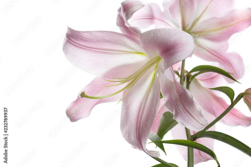Branch of tender pink lilies isolated on white background.