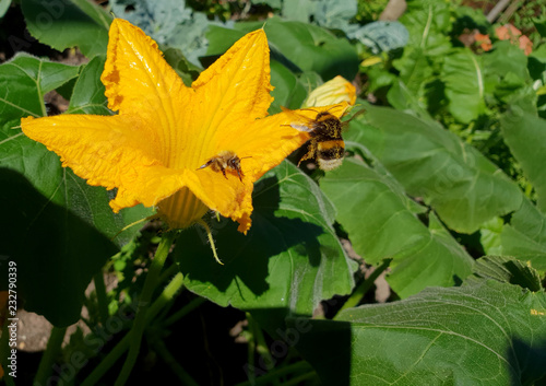 Biene und Hummel auf der selben Blüte