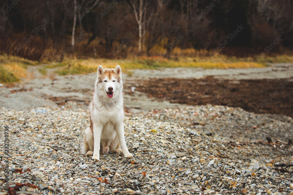 Fototapeta premium Image of beautiful Beige and white Siberian Husky dog sitting onthe pebble bach at seaside