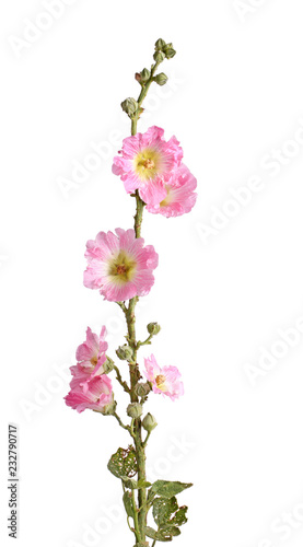 Stem with pink flowers of a hollyhock isolated