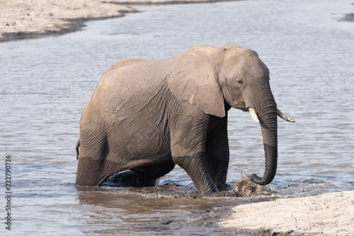 Elefant durchquert das Wasser am Chobe River  Chobe Nationalpark  Botswana