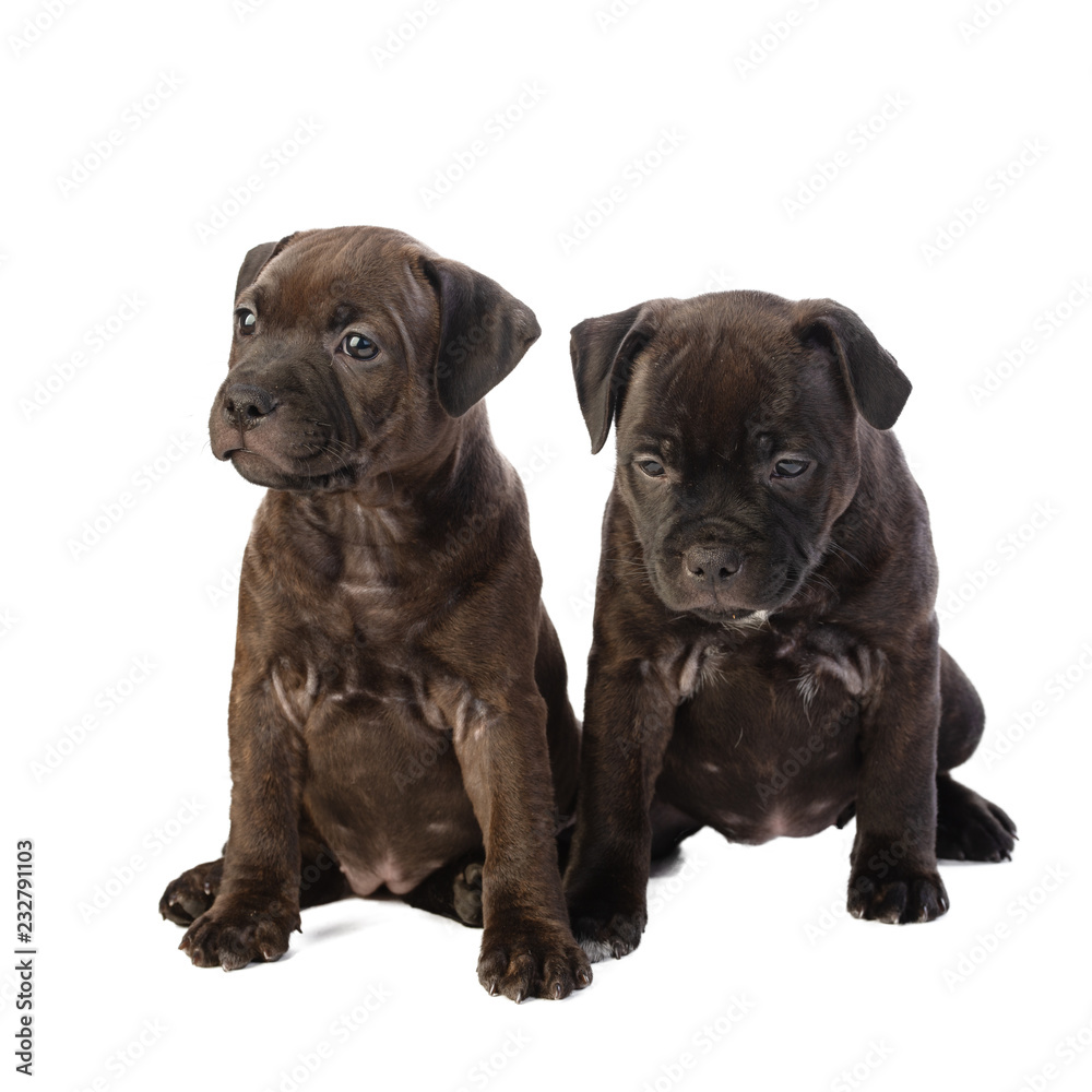 two cute brown English Staffordshire bull Terrier puppy sitting isolated on white background, close up
two cute brown English Staffordshire bull Terrier puppy sitting isolated on white background, close up