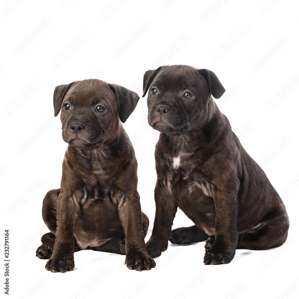 two cute brown English Staffordshire bull Terrier puppy sitting isolated on white background, close up

