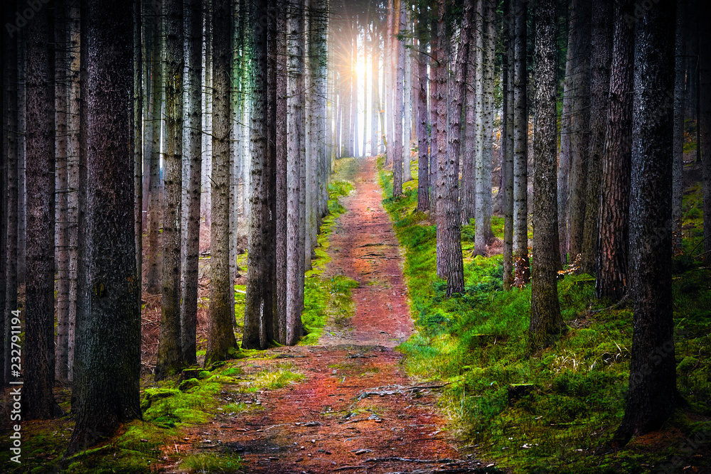 Fototapeta premium the sun shining in forest