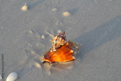 Apple murex snail eating a Florida fighting conch