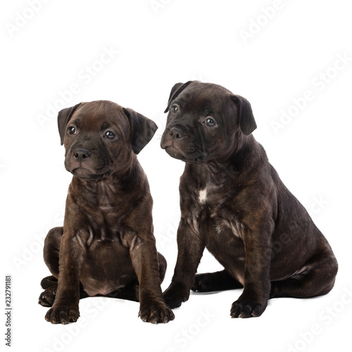 two cute brown English Staffordshire bull Terrier puppy sitting isolated on white background  close up  