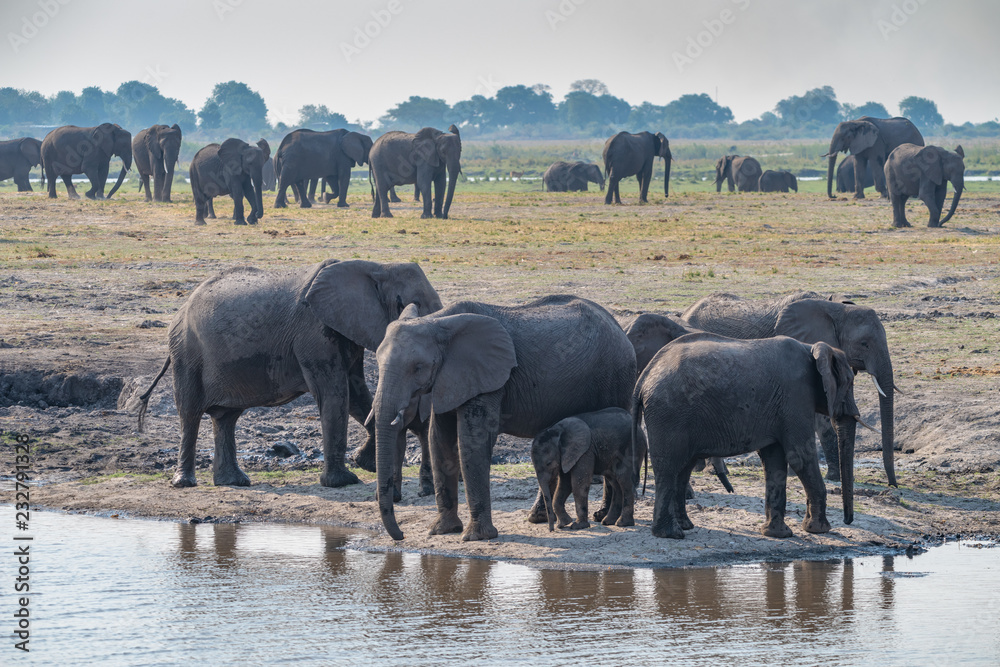 Obraz premium Elefanten Herde am Chobe River, Chobe Nationalpark, Botswana