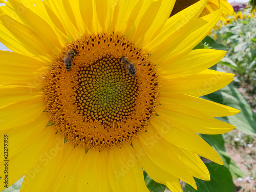 Sonnenblume und zwei Bienen 