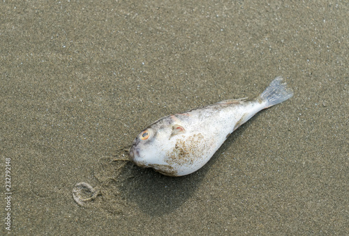 Dead fish on a seashore