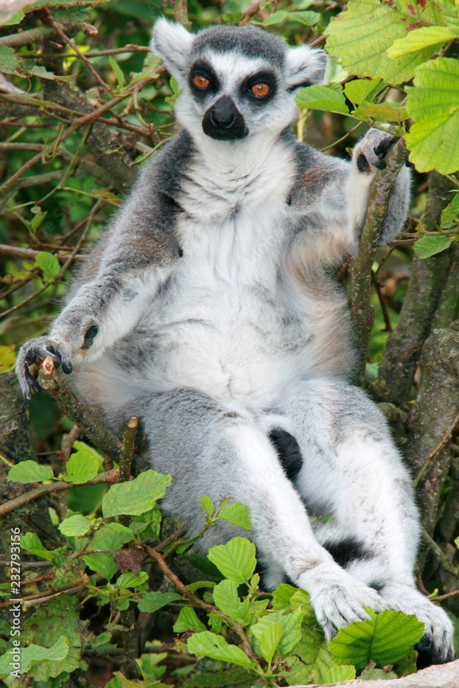 Fototapeta premium Un Lémurien