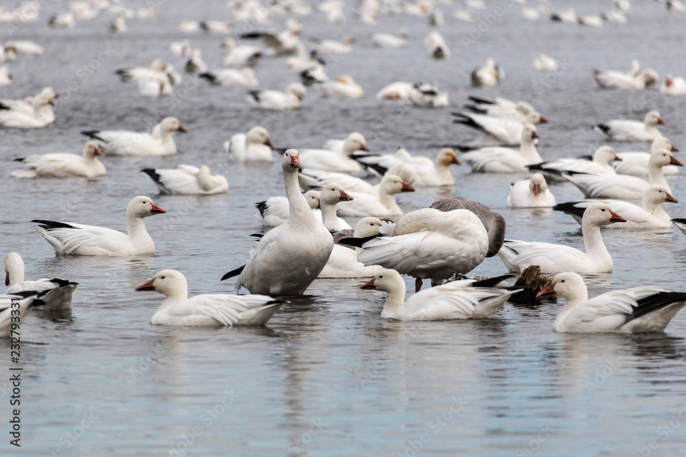 Oie des neiges, Snow Goose Migration Étang Burbank Danville, Estrie, Québec Canada Oie des neiges, Snow Goose Migration Étang Burbank Danville, Estrie, Québec Canada