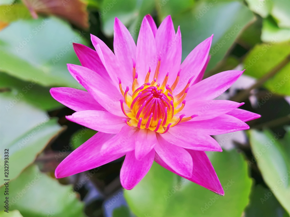 Close-up Vibrant Pink Lotus Flower with Blurred Green Leaves Background Close-up Vibrant Pink Lotus Flower with Blurred Green Leaves Background