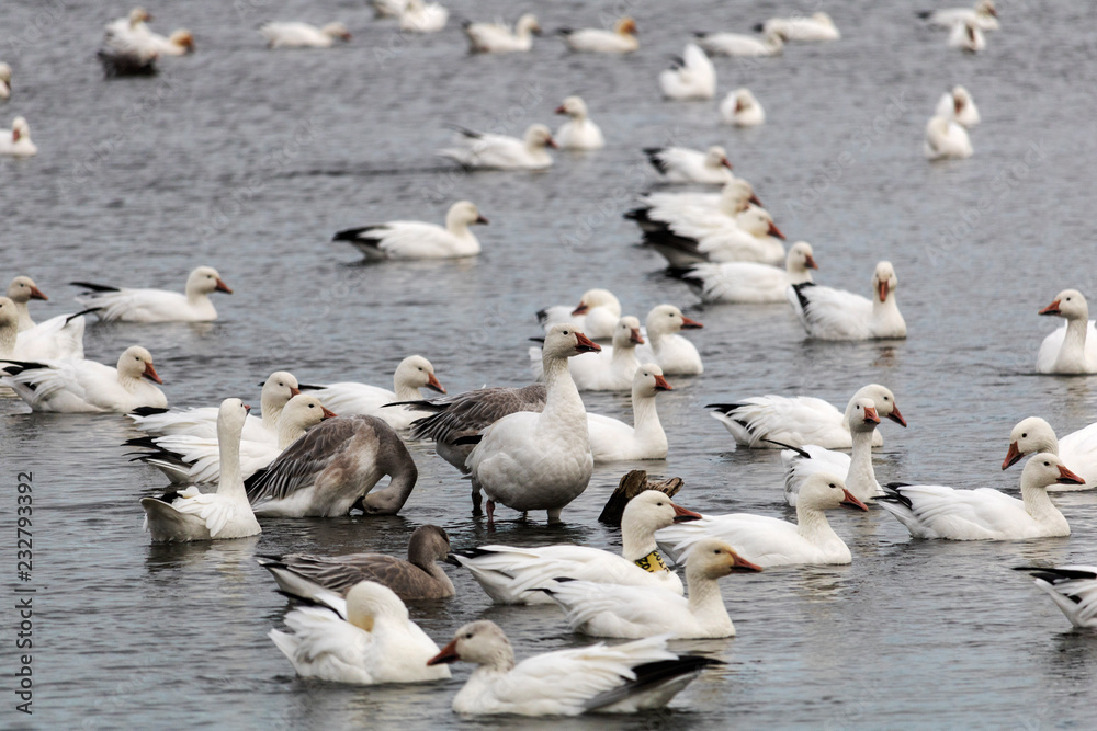 Oie des neiges, Snow Goose Migration Étang Burbank Danville, Estrie, Québec Canada Oie des neiges, Snow Goose Migration Étang Burbank Danville, Estrie, Québec Canada