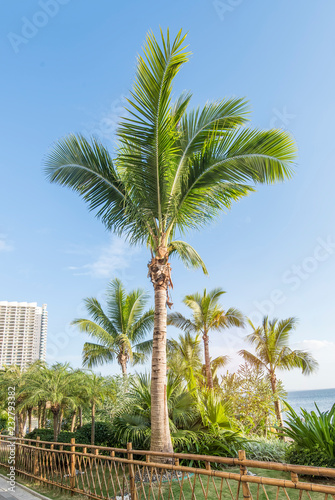 Palm Trees Against Blue Sky © xiaoliangge