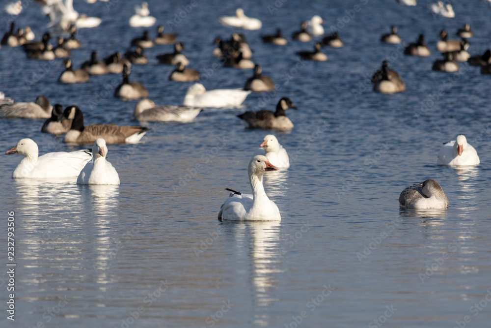 Fototapeta premium Oie des neiges, Snow Goose Migration Étang Burbank Danville, Estrie, Québec Canada