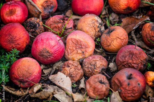 rotten red wild apples in the grass on the ground