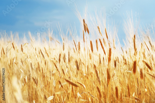 Abstract blurred sunny golden color wheat field background