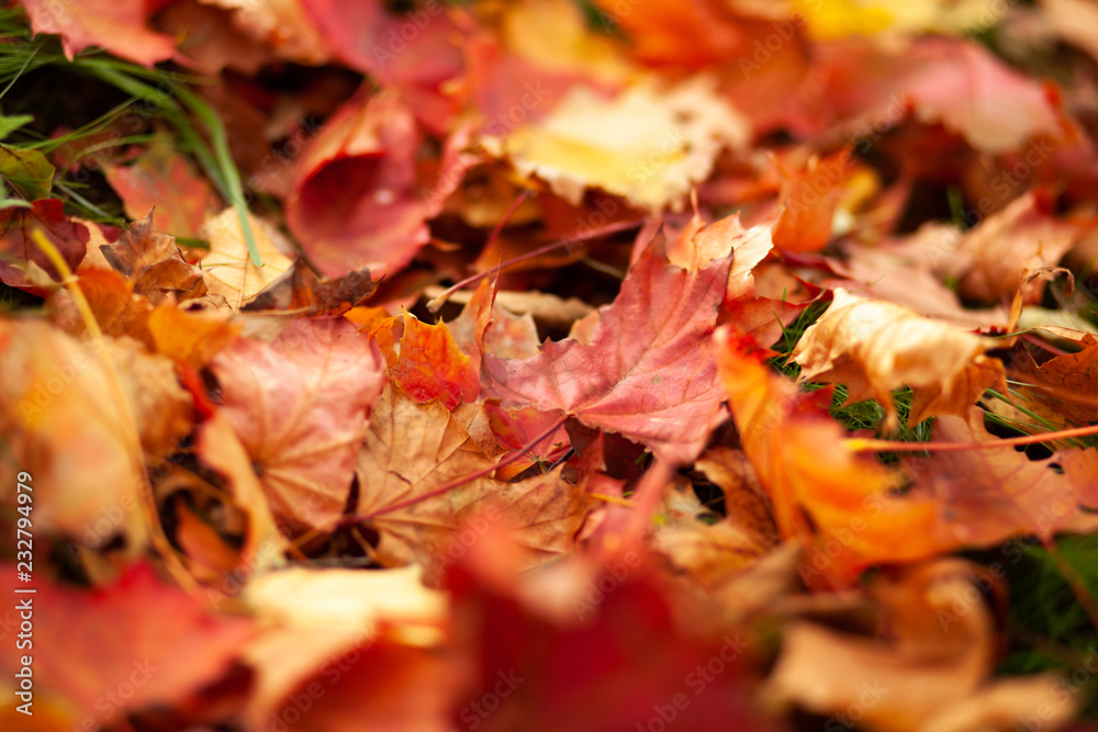 Fall background. Fallen dry yellow leaves lying on the lawn. Autumn park. Leaf litter Fall background. Fallen dry yellow leaves lying on the lawn. Autumn park. Leaf litter
