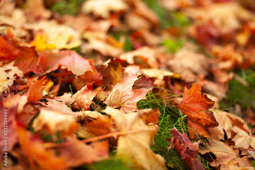 Fall background. Fallen dry yellow leaves lying on the lawn. Autumn park. Leaf litter Fall background. Fallen dry yellow leaves lying on the lawn. Autumn park. Leaf litter