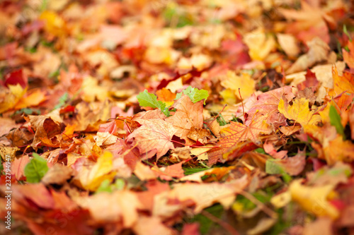 Fall background. Fallen dry yellow leaves lying on the lawn. Autumn park. Leaf litter