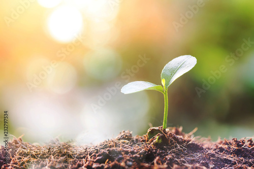 Young sprout in springtime